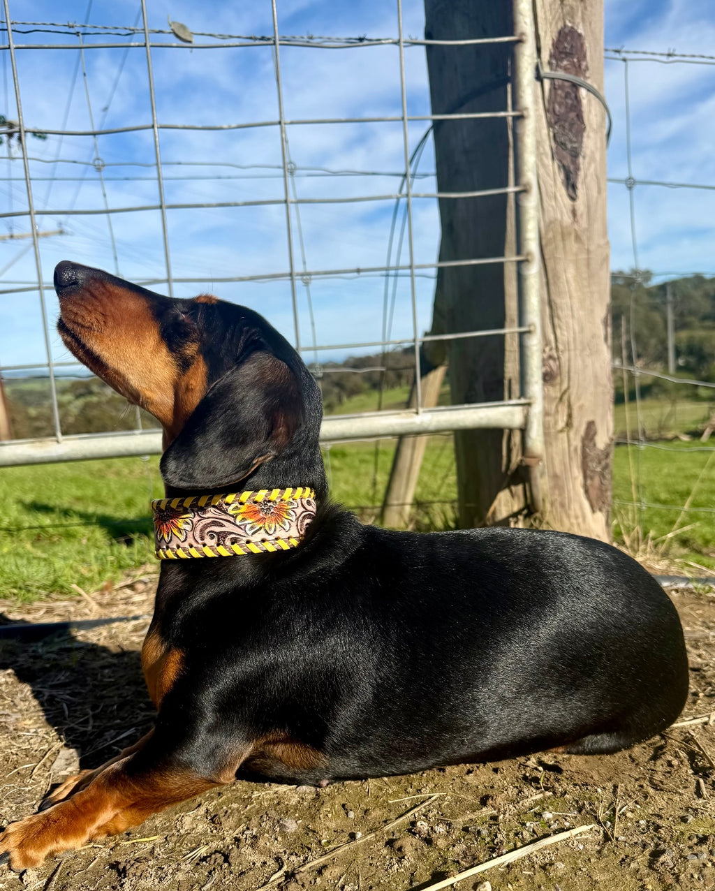 Sunflower Trail Dog Collar