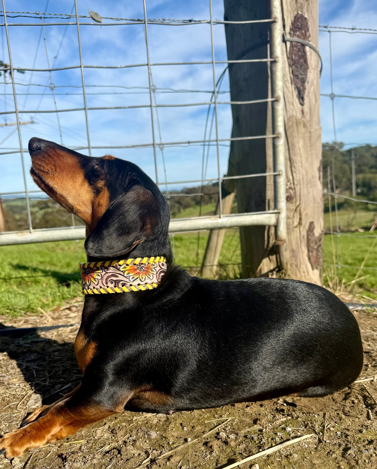 Sunflower Trail Dog Collar